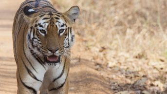 pench jungle safari maharashtra