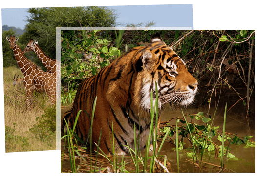 Popular Wildlife Animals in Pench National Park | Tourism Info