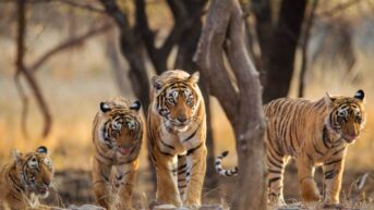 India Wildlife Tours