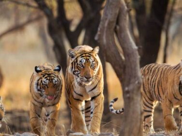 India Wildlife Tours