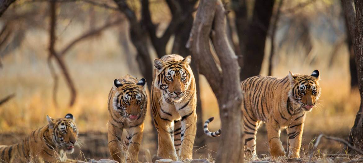 India Wildlife Tours