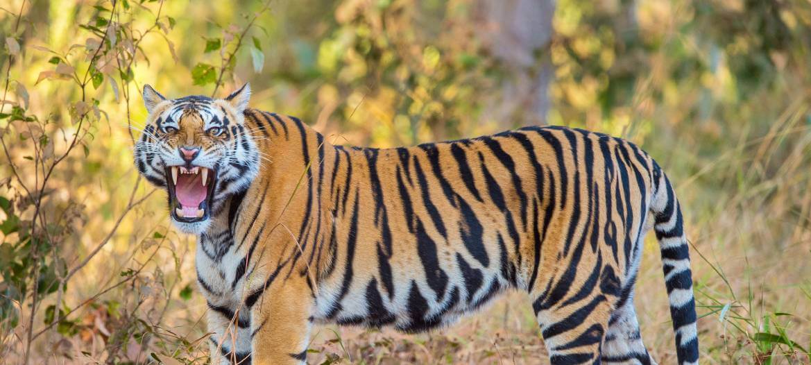 Kanha Tiger Reserve