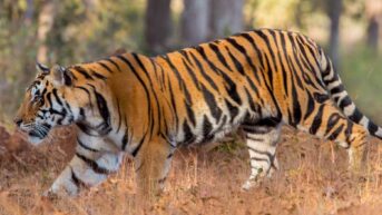 India Wildlife Tiger Safari Holidays
