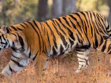 India Wildlife Tiger Safari Holidays