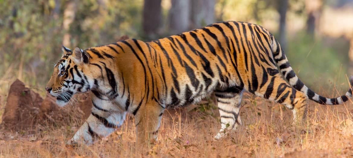 India Wildlife Tiger Safari Holidays